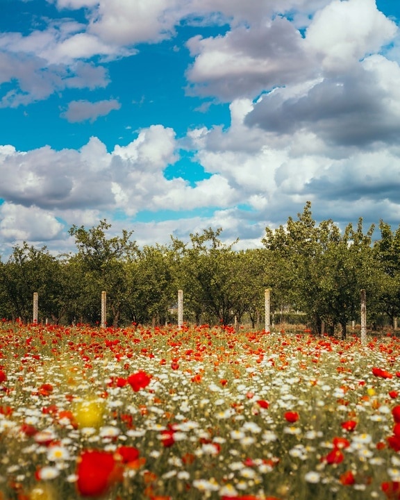 agriculture, orchard, trees, field, poppy, wildflower, chamomile, landscape, rural, flower