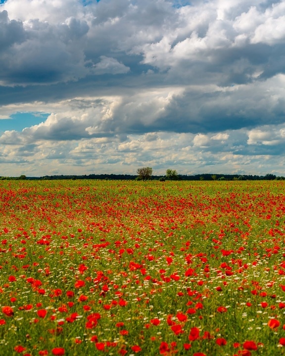 flowers, poppy, field, opium poppy, agriculture, rural, nature, summer, landscape, grass