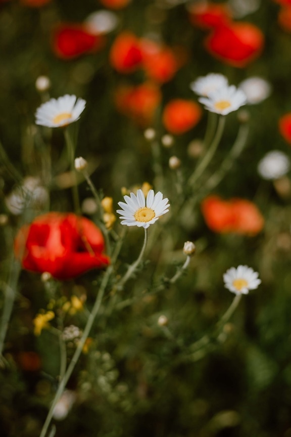 chamomile, blur, opium poppy, close-up, sunny, day, nature, spring, summer, plant