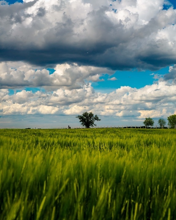 cloudy, wheatfield, field, agriculture, farmland, farm, wheat, landscape, grass, grain