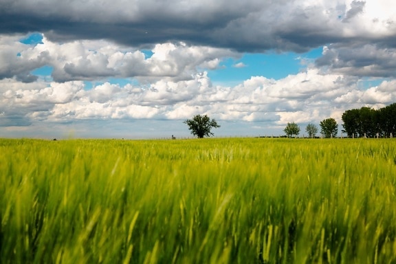 cloudy, field, wheatfield, agricultural, rural, meadow, wheat, grass, agriculture, landscape