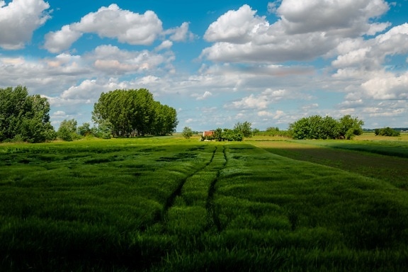 wheatfield, тінь, Хмарно, краєвид, сільських, поле, літо, весна, луговий, трава