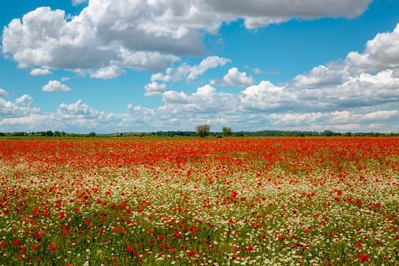 poppy, field, chamomile, farmland, agricultural, flower, landscape, nature, meadow, grass