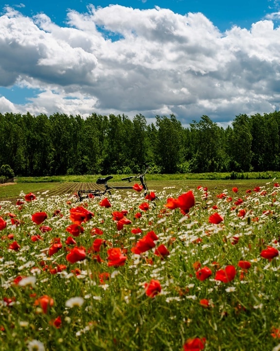 poppy, flowers, bicycle, agriculture, field, summer, flower, plant, nature, meadow