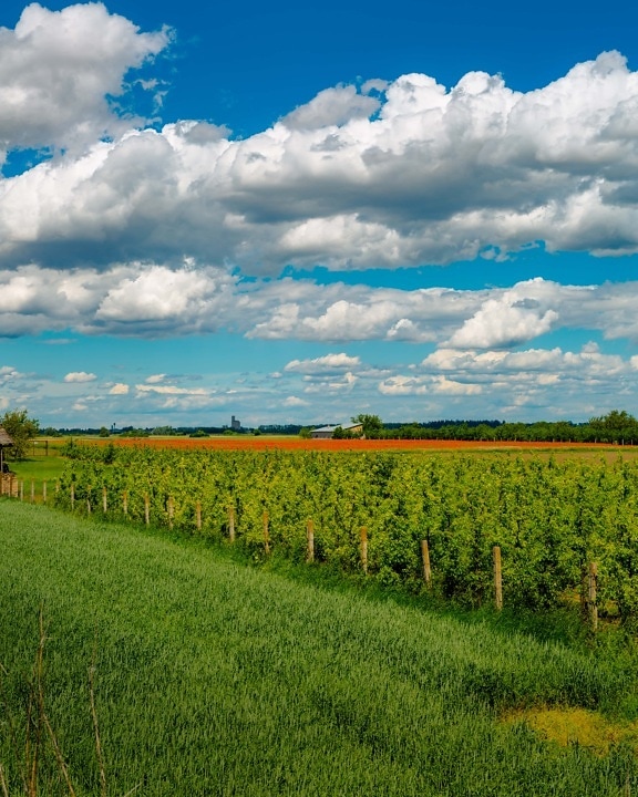 orchard, farmland, agriculture, rural, atmosphere, nature, field, summer, countryside, cloud
