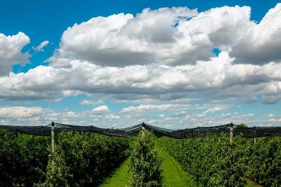 apples, orchard, protection, network, production, agricultural, nature, landscape, barn, summer
