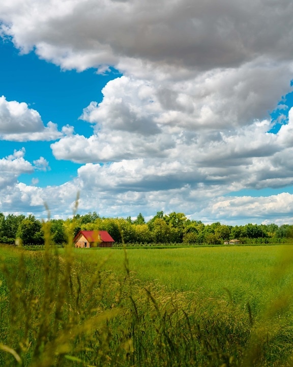 farm, farmhouse, farmland, cloudy, idyllic, spring time, wheatfield, cloud, atmosphere, meadow