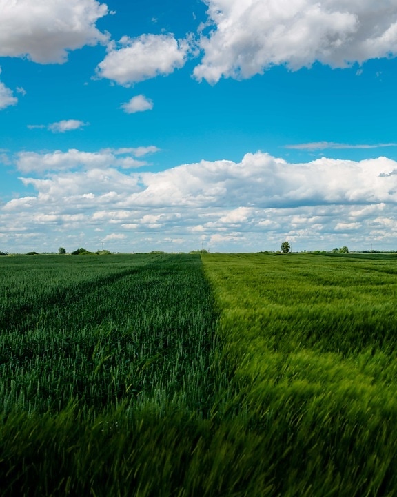 wheatfield, пейзаж, ферма, ливада, трева, селско стопанство, облак, селски, поле, крайградски