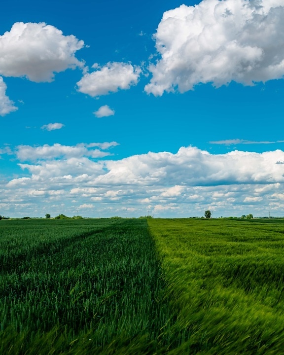 wheatfield, земеделска земя, ръж, хубаво време, пролетно време, идиличното, облаците, ливада, облак, селски
