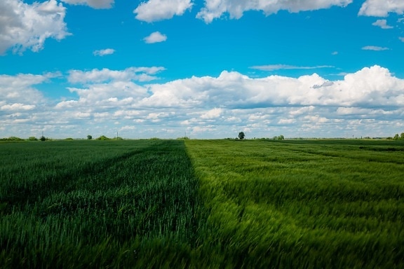 pšeničné pole, žito, zelená, pole, obilnina, zemědělství, mrak, louka, pšenice, krajina