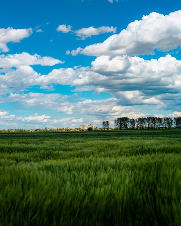 Rolnictwo, światło dzienne, pogodne, Wheatfield, idylliczne, zagroda, latem, krajobraz, chmura, trawa