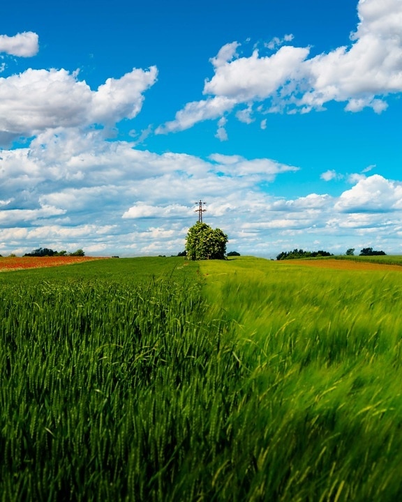 Free picture: wheatfield, farmland, rye, fair weather, spring time ...