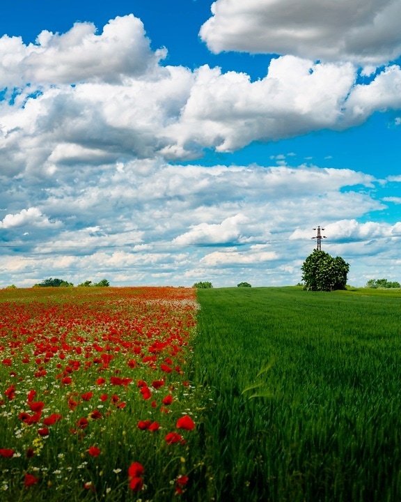 field, spring time, rye, agriculture, chamomile, wildflower, flowers, poppy, summer, rural