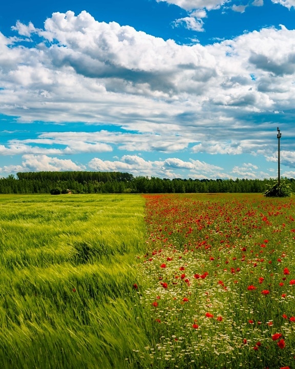 domaine, Agriculture, point de vue, champ de blé, fleurs, coquelicot, paysage, nature, nuage, prairie