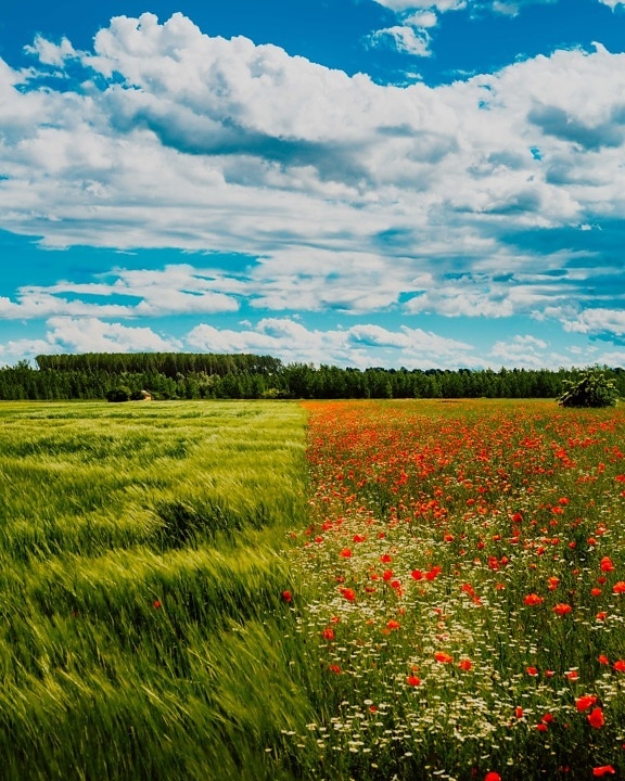 wheatfield, idyllic, wildflower, poppy, chamomile, nature, rural, meadow, field, spring