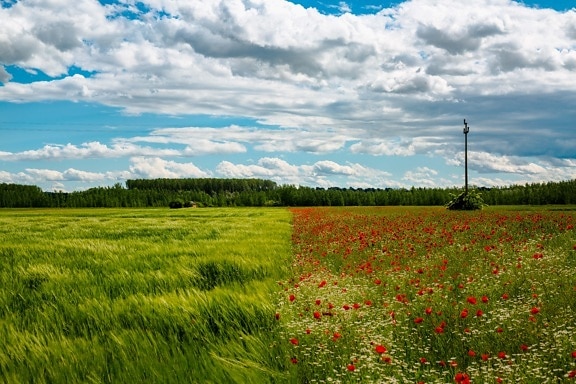 champ de blé, coquelicot, fleurs, beau temps, Agriculture, rural, prairie, été, nuage, paysage