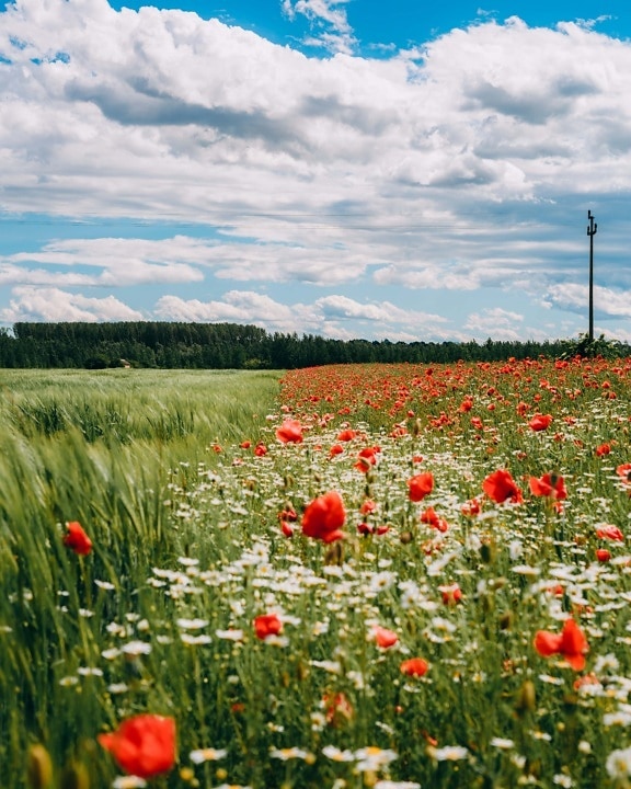 wheatfield, poppy, daylight, grass, rural, meadow, nature, spring, flower, summer