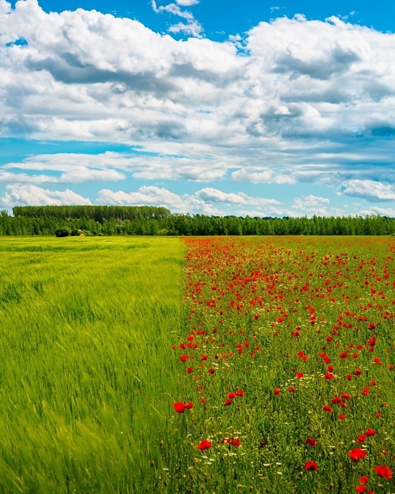 wheatfield, field, agriculture, poppy, flowers, plant, nature, landscape, rural, grass