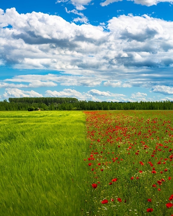 Wheatfield, valmueblomst, blomster, sommersesongen, perspektiv, landskapet, vår, gresset, landlig, feltet