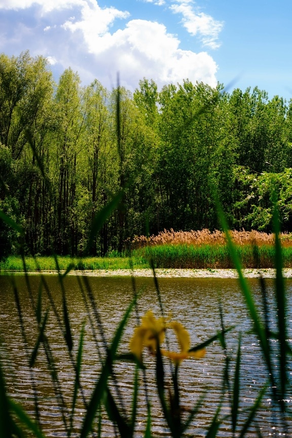 marsh, spring time, marshlands, trees, water, swamp, tree, dawn, forest, landscape