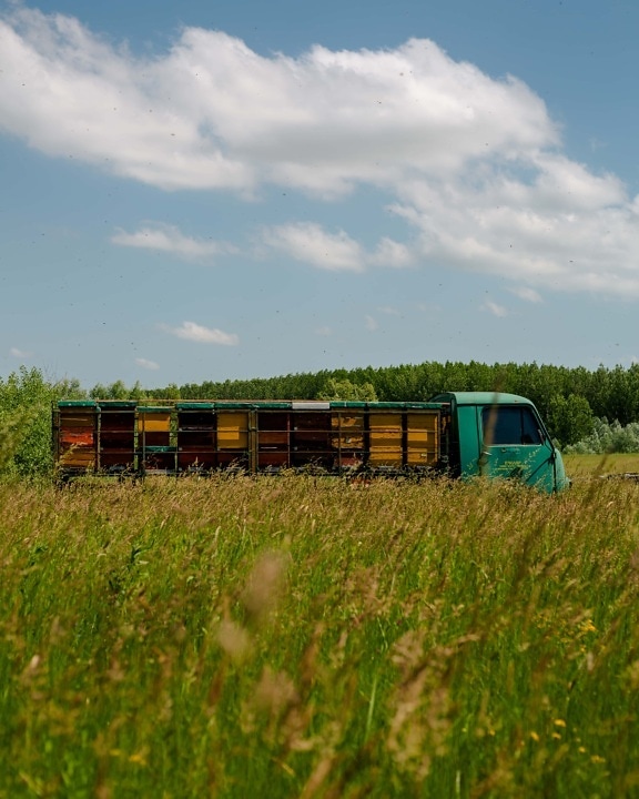 truck, beehive, field, agricultural, vehicle, rural, summer, grass, nature, bee