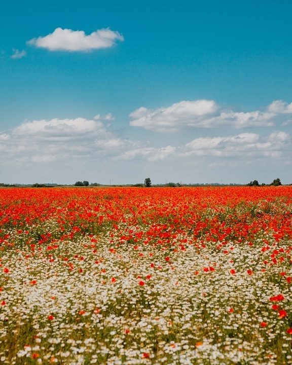 field, landscape, rural, poppy, flower, nature, summer, countryside, flora, agriculture