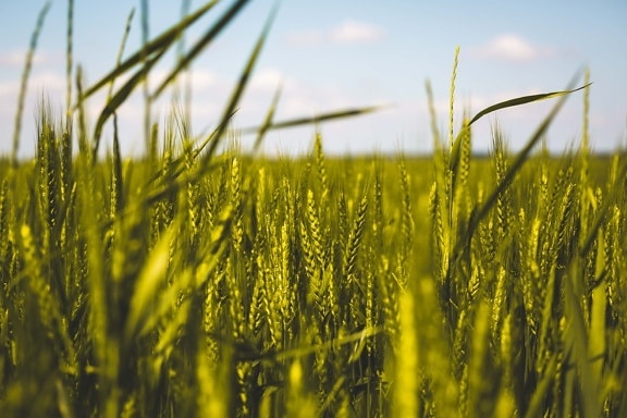 agricultural, wheatfield, field, close-up, straw, leaf, greenish yellow, farm, cereal, summer