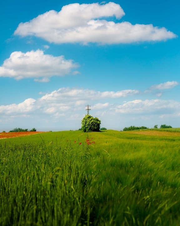 Wheatfield, idyllisk, perspektiv, rug, landlig, eng, feltet, frokostblanding, landskapet, hvete