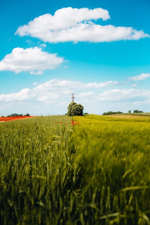wheatfield, ден, Слънчев, поле, селски, зърнени култури, облак, трева, ферма, ливада