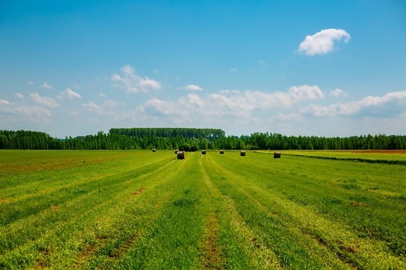 hay, haystack, hay field, farmland, spring time, agriculture, field, meadow, rural, seed