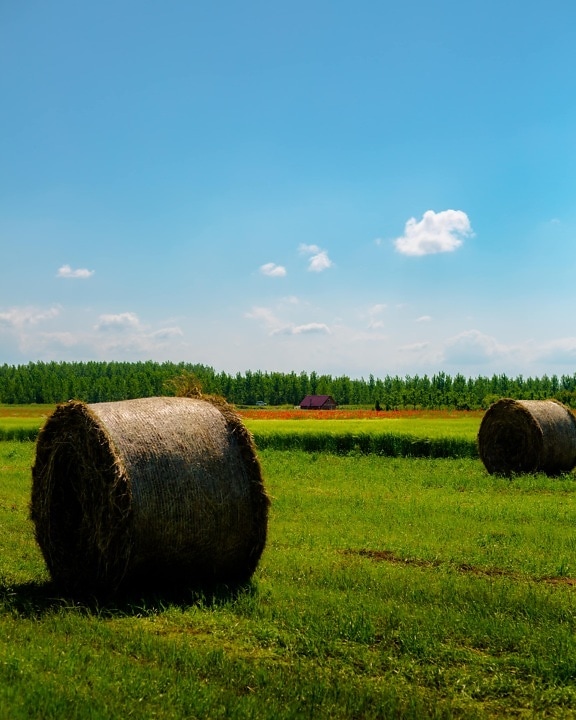 haystack, round, farmhouse, farmland, farm, hay field, hay, field, grass, agriculture