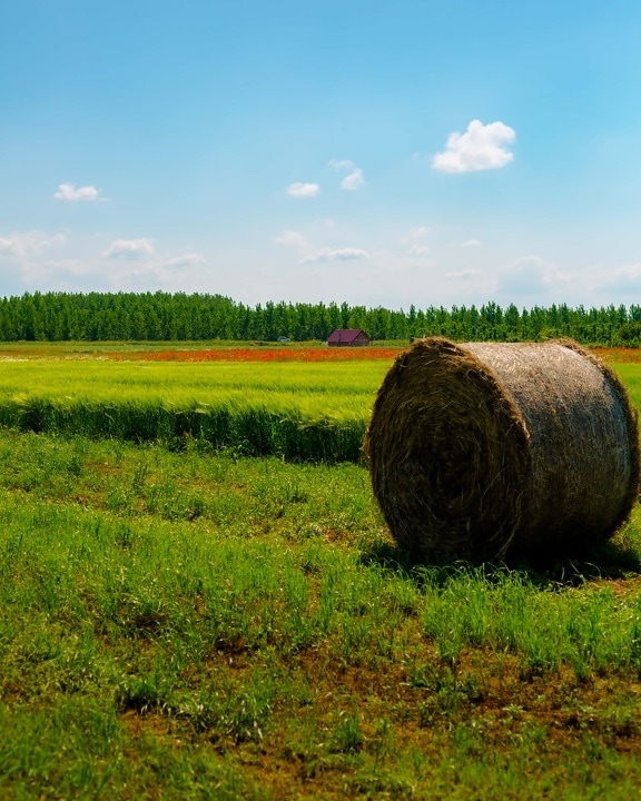 Hay, botte de foin, champ de foin, paille, alimentaire, rural, harvest, paysage, domaine, aliments pour animaux