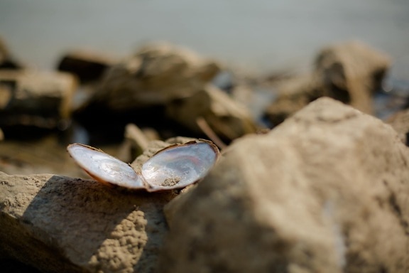 shell, mollusk, mussel, big rocks, beach, nature, sand, blur, rock, outdoors