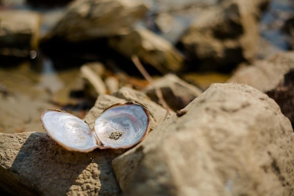 shell, mollusk, zen, beautiful photo, nature, beach, sand, outdoors, rock, water