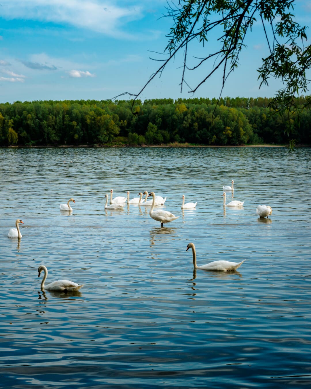 hattyú, Duna-folyó, folyó, nyáj, természetes élőhelye, vízimadarak, madár, vízi madár, tó, víz
