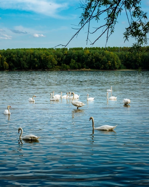 swan, Danube, river, flock, natural habitat, waterfowl, bird, aquatic bird, lake, water