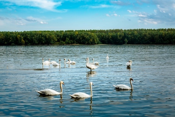 стадо, птици, лебед, плуване, Дунав, река, птица, вода, водните птици, отражение