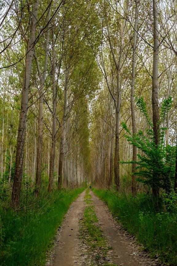 drogi leśne, leśna ścieżka, Aleja, Topola, lasy, drzewa, park, las, drzewo, liść