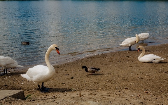 swan, duck, birds, summer season, lakeside, beach, wildlife, water, bird, aquatic bird