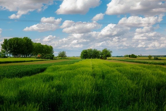 pole, poľnohospodárske, pšeničné polia, zelená tráva, atmosféra, idylické, poľnohospodárstvo, tráva, Príroda, pšenica