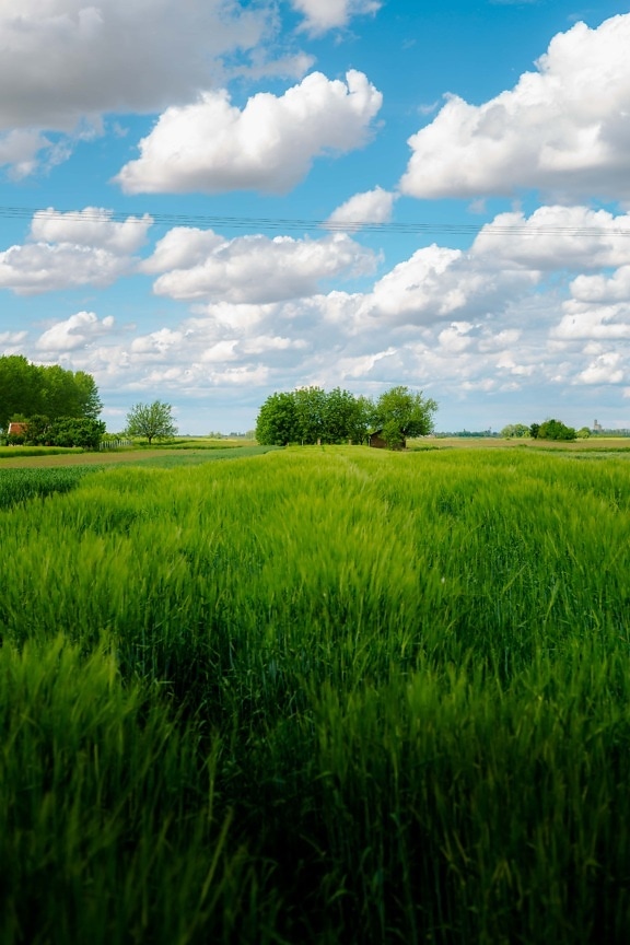 grassy, wheatfield, farmland, farmhouse, farming, agriculture, landscape, grain, grass, field