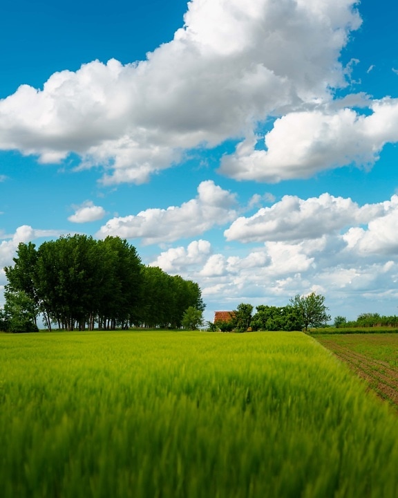 jordbruksområder, Wheatfield, våningshus, gården, våren, landskapet, feltet, vår, atmosfære, skyen