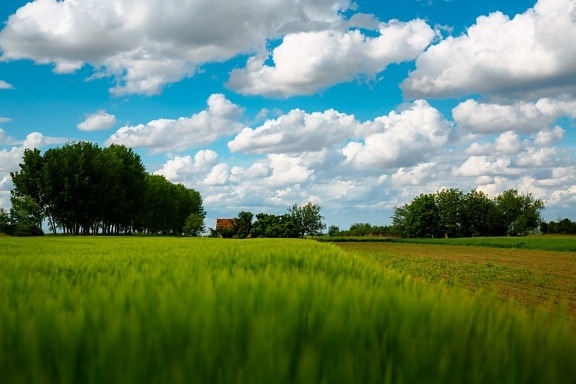 Ackerland, Bauernhof, Weizenfeld, idyllisch, Atmosphäre, Feld, Gras, Landwirtschaft, des ländlichen Raums, Wiese