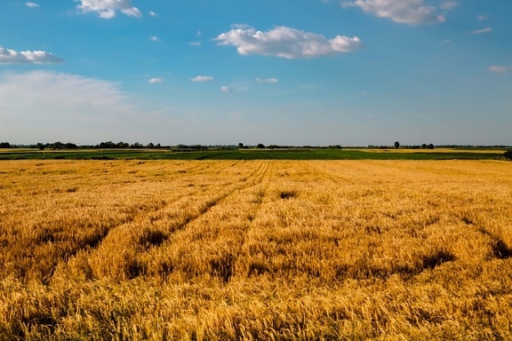 field, summer season, barley, agriculture, landscape, countryside, cereal, farm, rural, farmland
