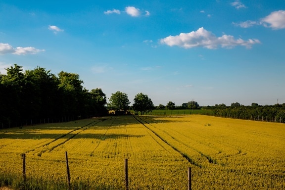 field, wheatfield, agriculture, fence, rural, landscape, summer, sun, nature, countryside