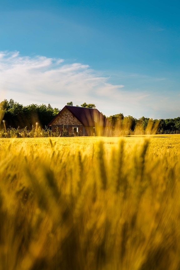 farmland, farmhouse, golden glow, wheatfield, summer season, countryside, wheat, field, rural, barn