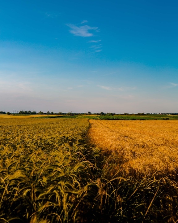 Wheatfield, cebada, resplandor de oro, agricultura, cereales, campo, rural, prado, granja, trigo