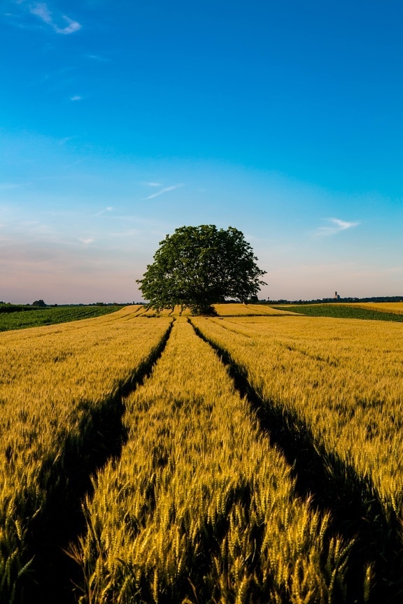 day, sunny, field, agricultural, wheatfield, tree, agriculture, farm, rural, landscape