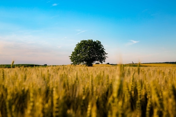 summer season, wheatfield, tree, farmland, agriculture, landscape, field, grass, rural, cereal