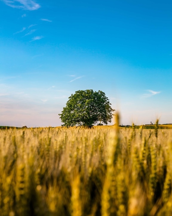 árbol, temporada de verano, Wheatfield, majestuoso, paisaje, paja de, resplandor de oro, rural, trigo, campo